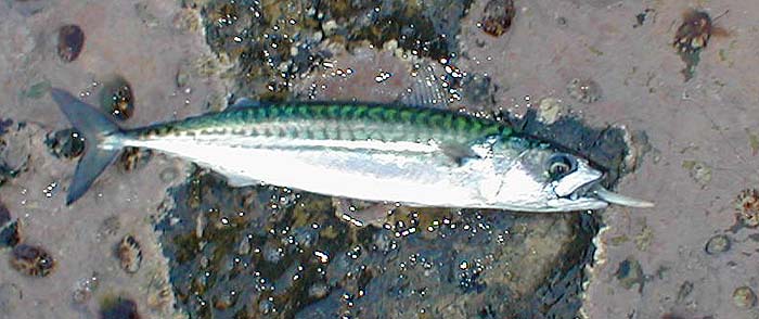 Mackerel bit best a little later on.