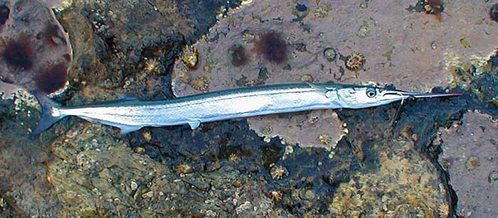 Garfish, like mackerel, bit best in the brighter conditions.</CENTER></P> 

<P CLASS=