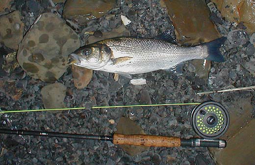 Fly fishing is an exciting and effective alternative to spinning in some circumstances (particularly when fish are preoccupied with small prey).