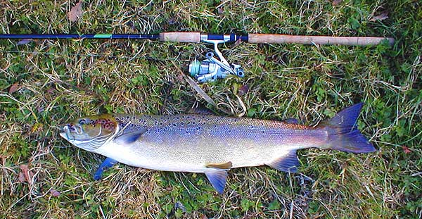 Also very red but note the absence of a hooked lower jaw and the less spotty colouring.