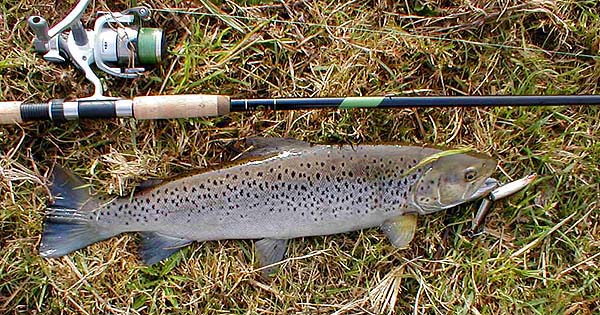 Much more silver and spotty than the salmon. Not bad for a short session in the middle of the day.