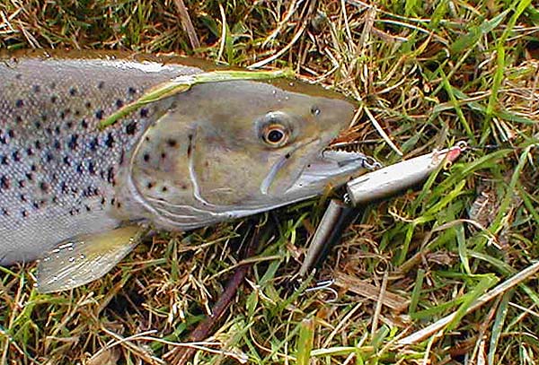 Well hooked on the big lure.