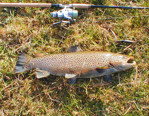 Twelve-and-a-half pounds of spotted beauty.