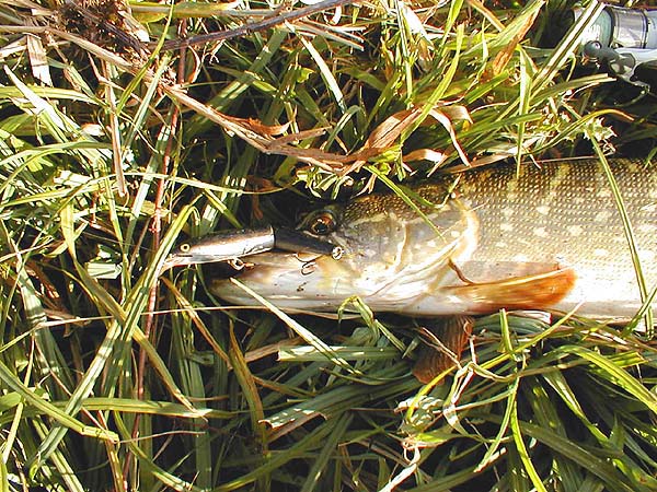 Not such a nice fish but satisfying.