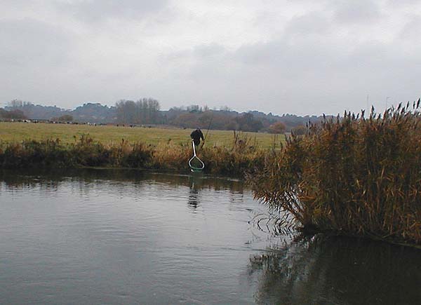 While he was playing this one I lost another fish in the same pool.