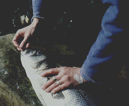 These are the sort of bass we all like to catch.  Overfishing could mean that sights like this become rare.