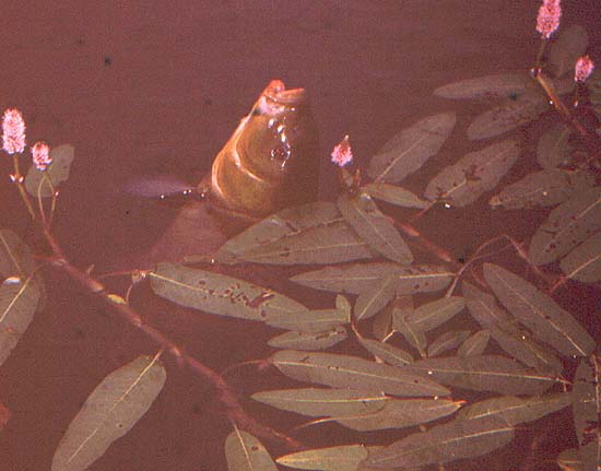 Tench might be slimy but they are powerful swimmers and wonderful sport..