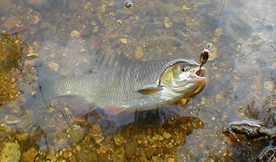 Chub fight like bags of flour but they look fantastic.