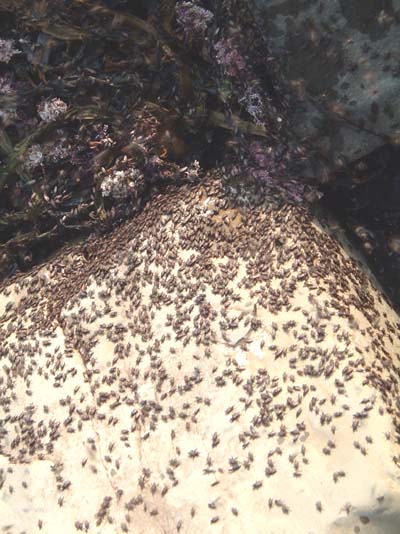 These are seaweed flies.  The 'Coelopa nymph' (alias seaweed fly maggot) is the best medicine for maggot feeding mullet (and bass). 