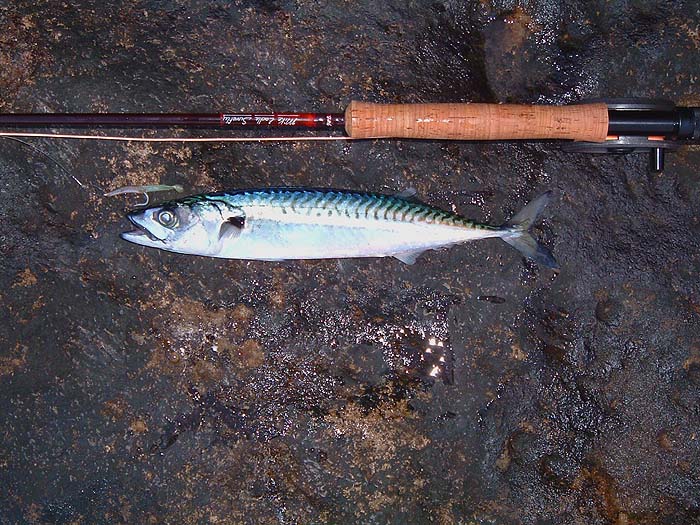 Little wagging tails make these 'flies' the equal of any hand-tied, feathered creation for tempting, mackerel, bass, scad, garfish, pollack, etc. .