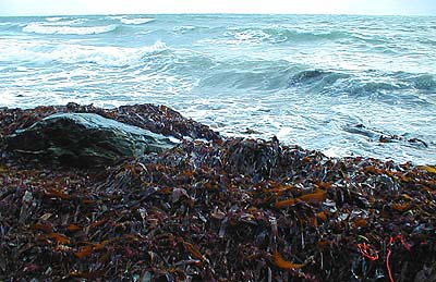 Masses of weed washing about in the waters edge may be good places for Idotea and consequently bass and mullet.