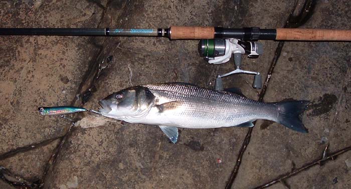 Popping plugs tend to select bass, although mackerel will also take them.