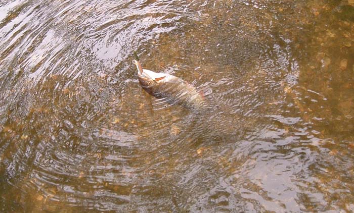 A 7cm plug will catch most things in freshwater, given the right conditions although I generally use bigger lures (11cm) without much difference in the number of bites.