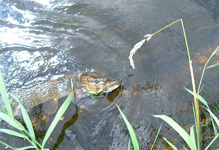 The wire trace is essential and doesn't seem to deter perch, chub or trout very much.