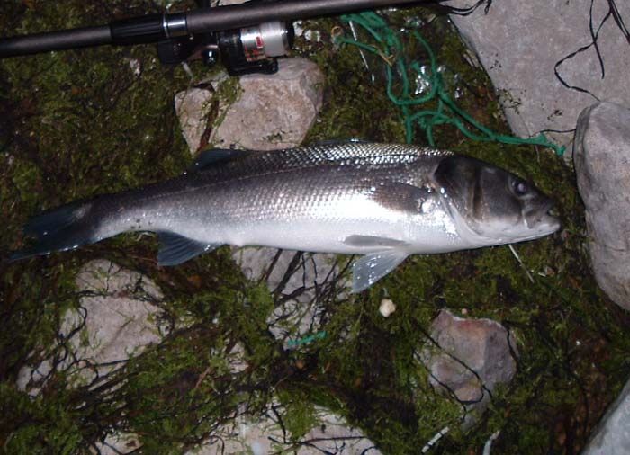 Too much contrast - the flash was aimed at the belly side of the fish.