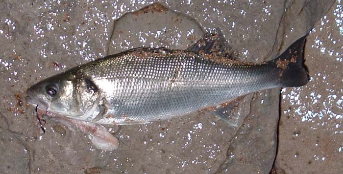 At the same spot the following evening - a smaller bass - again well hooked in the scissors on my circle hook.