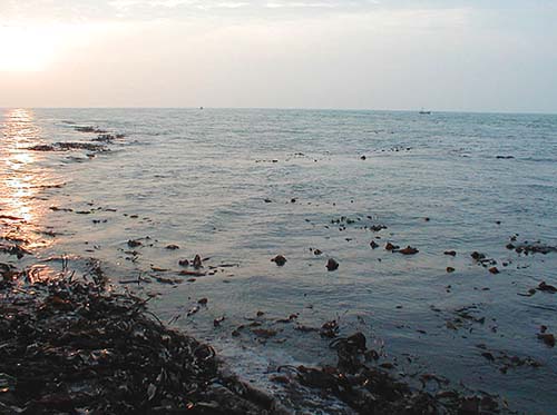 Surface sliders and poppers can be manouvered between blades of kelp or rocks just awash to good effect.