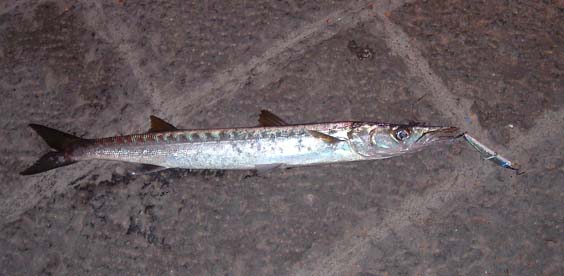 This is my barracuda caught on a crystal minnow.