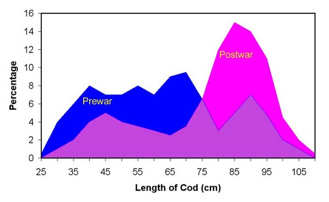 Not only were there more cod after the war but many of them were MUCH bigger.