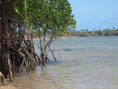 A natural 'Fish Attracting Device'.  Tarpon, snook and other fish gather in hordes around such structure.