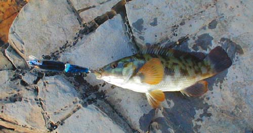 This small wrasse took a plug.  Did it think it was going to eat a fish?  Did it think the plug was a prawn?  Was it just trying to drive the plug from its territory?