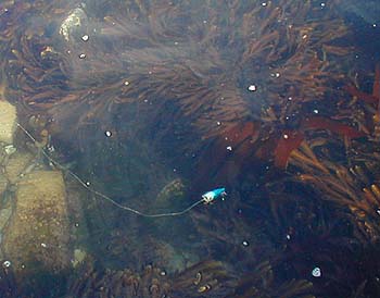 The popper lies on the surface tail down.  The tail hook is dressed with one of the hair like tinsels and may add to the attraction of the lure. 