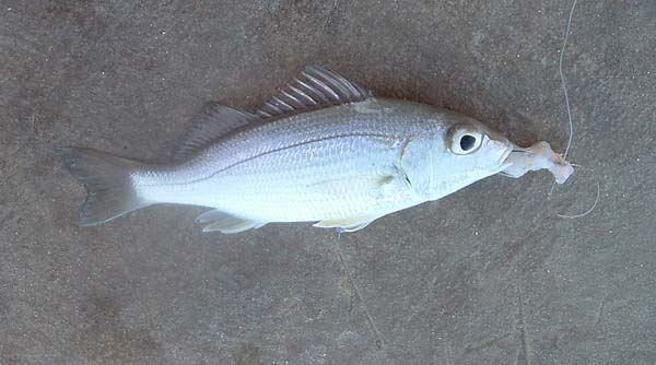 These fish belong to a family called 'drums' and can make a loud noise by vibrating the swim bladder.