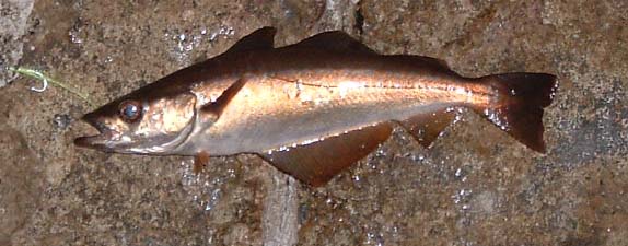 Members of the cod family are very sensitive to low frequency sounds.  A capability that may give them early warning of hunting whales.
