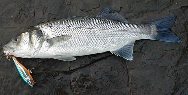 Fish of all sizes seem to be attracted to these lures.