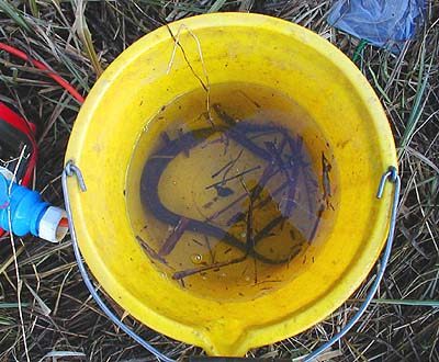 Not everyones 'cup of tea' but I've always loved eel fishing.