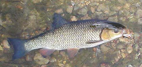 Old (and probably new) fishing books always said how chub fought hard to reach snags - not on my spinning gear even with the 6lb braid. (but I still like catching them!)