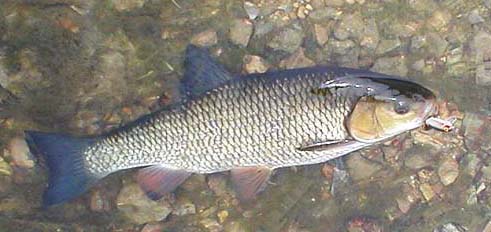 Old (and probably new) fishing books always said how chub fought hard to reach snags - not on my spinning gear even with the 6lb braid. (but I still like catching them!)