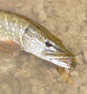 A big pike will put up a spirited fight but fish of this size don't have a lot of stamina.