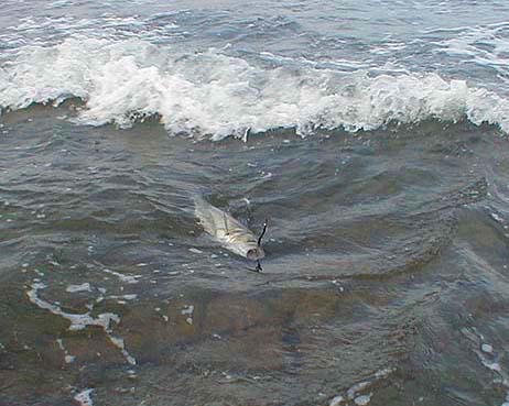 Bass are largely sight feeders.  They will, however, search for the source of scents particularly in coloured water or at night.