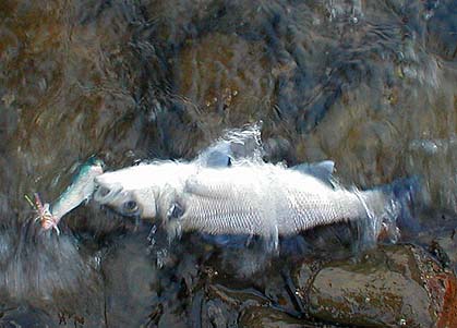 A good bet for fishing shallow water.  The other advantage of poppers is that the fish often show themselves - thus giving a boost to confidence and a clue as to what's about.