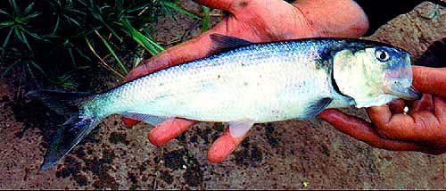 The Americans call these 'herrings' but the bass love them by any name.