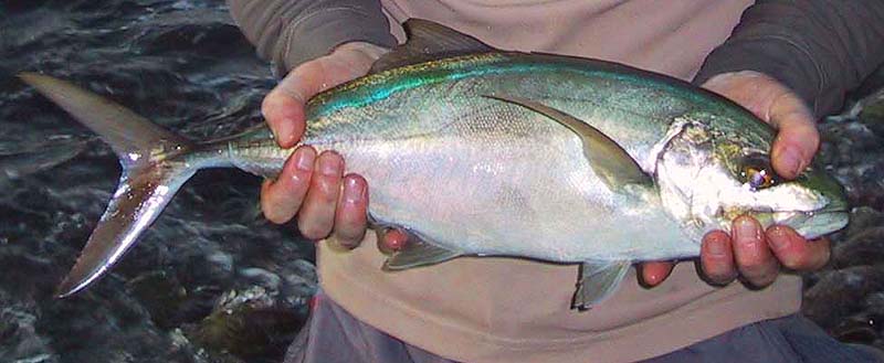 This bar jack, caught by Rich in Dominica, has a sickle shaped tail, a narrow tail wrist strengthened by bony scutes and a streamlined shape.  All the attributes of a speedster.