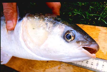 I've caught these by spinning both in salt water and in fresh - they can be slow to get going but once they start to feed they are easy to catch.