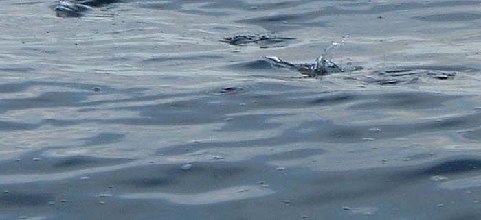 Mullet cruise with their mouths at the surface.