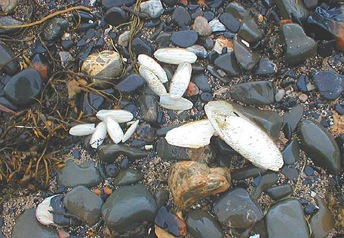 Not rubbish but the skeletons of dead cuttlefish.  Notice the three distinct sizes (year groups).