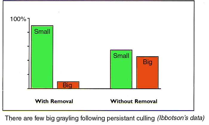 When grayling are regularly removed from a chalk stream there may still be lots of fish present but they will mostly be one year olds.