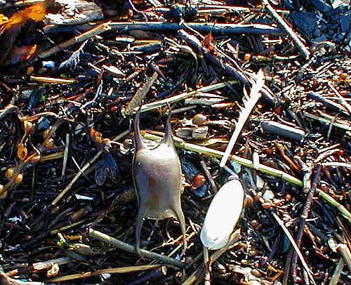 These eggs have sticky filaments that glue them to the bottom but they're no match for the footrope of a trawl.