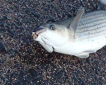 Note that the maggots are still on the hook after hooking and playing the fish.