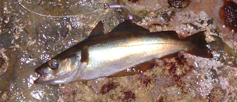 Pollack may be a bit sluggish and not give off enough 'good vibrations.