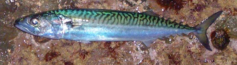 Mackerel appear to be prime baits for big bass.