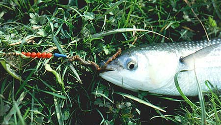 This is a plastic bodied lure and can be fished slowly in still water.