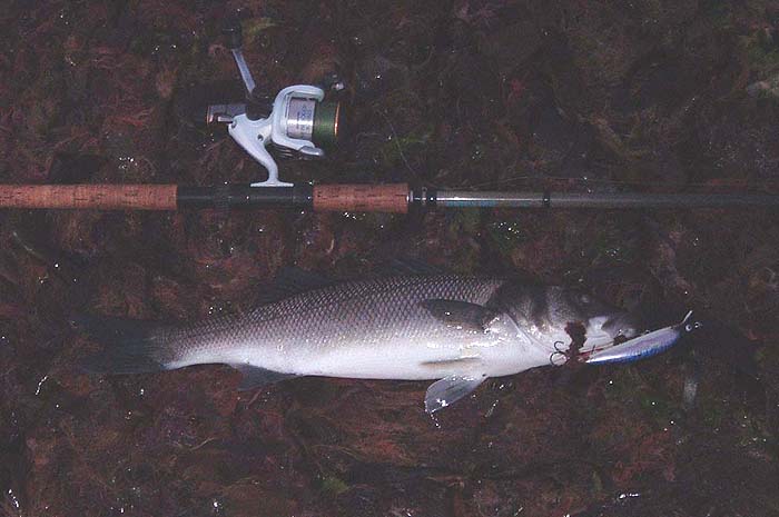 Not a monster but bigger than I would be likely to catch on legered worm.