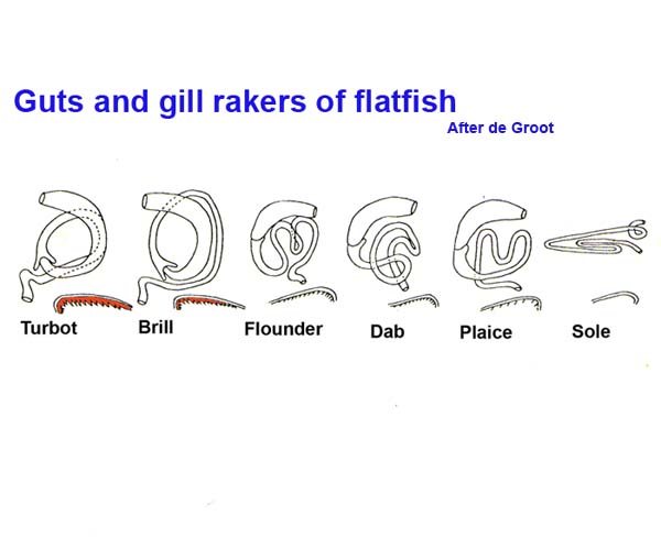 Note the 'teeth' on the gills of the fish eaters.