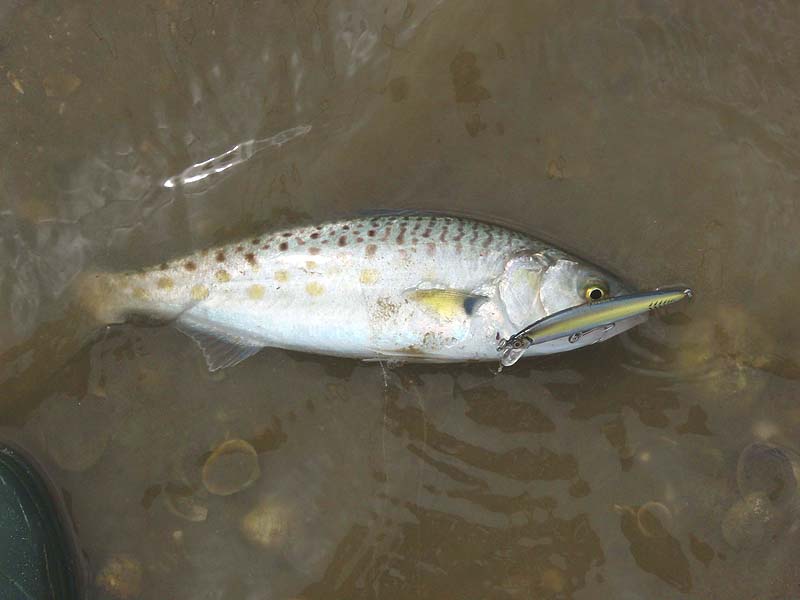 They look like meaty mackerel to me and I expect that they put up a similar show on the end of the line - plus a few jumps.