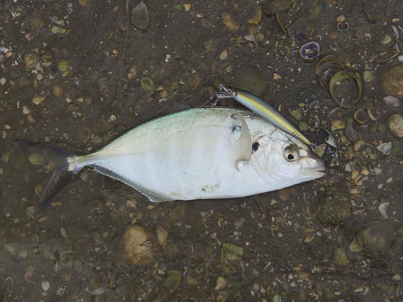 These are also powerful fish - just like 'jacks' the world over.